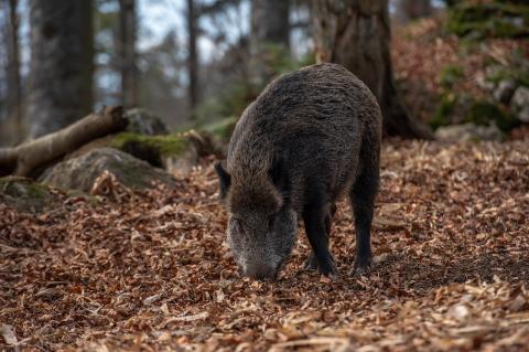 Wildschweine kommen aus dem Siebengebirge bis in die Wohngebiete von Bad Honnef (Symbolfoto: Zsuzsanna Tóth / pixabay.com).
