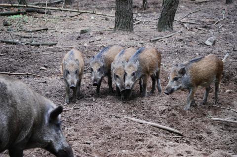 Weil Wildschweine die Spürhunde angriffen, musste die Vermisstensuche abgebrochen werden (Symbolfoto: Ortrun Lenz/pixabay.com).