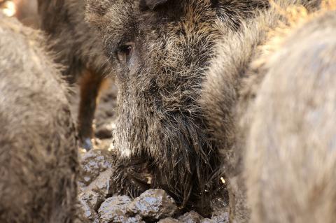 Wildschweine Sauen Afrikanische Schweinepest