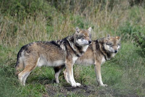 In Nordrhein-Westfalen könnte das erste Wolfsrudel bald Realität werden (Symbolfoto: Klaus Müller / pixabay.com).