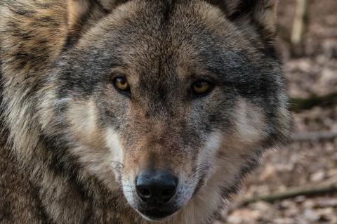 In Niedersachsen wurde ein Wolf getötet. Es könnte der zum Abschuss freigegebene Rüde des Rodewalder Rudels sein (Symbolfoto: pixabay.com).