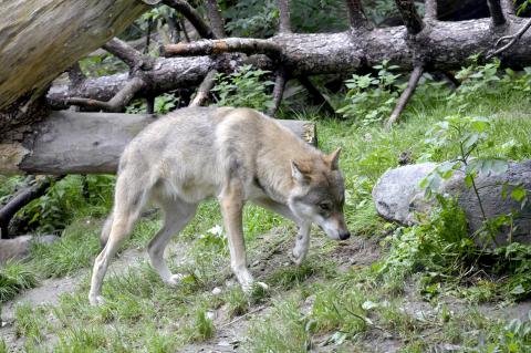 Der Problemwolf GW 924m ist offenbar von Holstein nach Mecklenburg abgewandert (Symbolfoto: Andrea Bohl/pixabay.com).