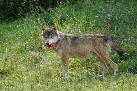 Ein vierter Wolf ist in NRW sesshaft geworden (Symbolfoto: Marcel Langthim/pixabay.com).