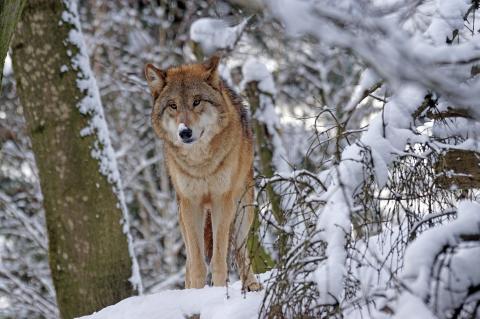 In Niedersachsen wurde eine Wölfin auf legalem Wege getötet. (Symbolfoto: Marcel Langthim / pixabay.com)