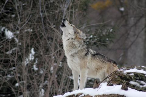 Unions-Abgeordnete wollen die Wolfsbestand begrenzen. (Foto: Steve Felberg / pixabay.com)