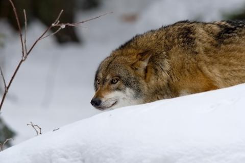 Die Jagd auf Wölfe ist in Finnland weiterhin möglich. Die begründung wird aber schwieriger (Symbolfoto: Domenic Hoffmann/pixabay.com).