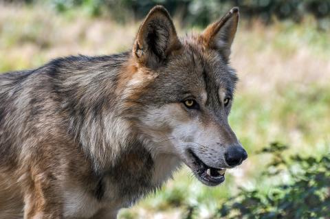 Kommt der Wolf doch noch ins niedersächsische Landesjagdgesetz? (Symbolfoto: Christel Sagniez, pixabay)