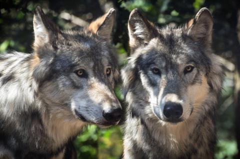 Die Abschussgenehmigung für zwei Wölfe im Landkreis Uelzen wurde vorerst ausgesetzt (Symbolfoto: christels/pixabay.com).