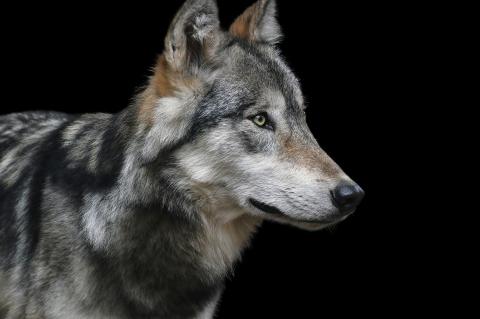 In Thüringen sollen alle Wolf-Hund-Mischlinge getötet werden (Symbolfoto: pixabay.com).