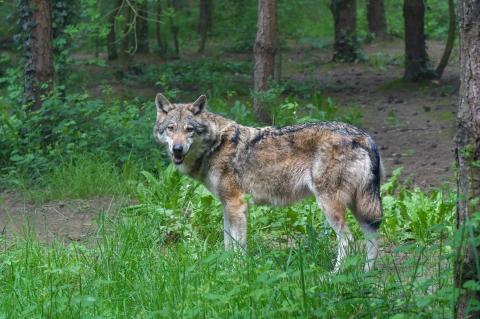 Der Wolf ist in NRW weiter auf dem Vormarsch. (Symbolfoto: Christel Sagniez(Pixabay)