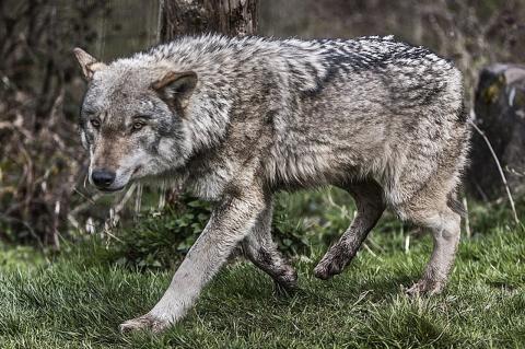 Die Zunahme deutscher Wolfsvorkommen und -vorkommnisse sorgen für eine zunehmende gesellschaftliche Spaltung. (Symbolfoto: Mila del Monte, pixabay)