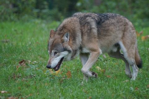 Anders als in NRW wird in Niedersachsen mit den Grauhunden nicht mehr lange gefackelt. (Symbolfoto: Pixabay)