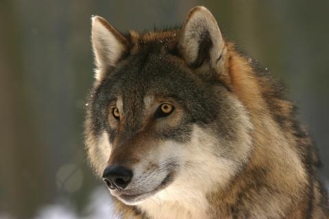 Wolf Jagd Abschuss Frankreich Alpen