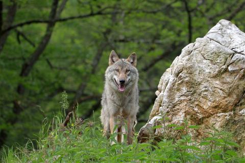 Wolf breitet sich weiter in NRW aus (Foto: pixabay.de)