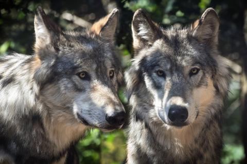 Zwei neue Wolfsterritorien in Hessen ausgewiesen, zwei neue Wolfsnachweise in NRW. (Foto: Pixabay/Christel Sagniez) 