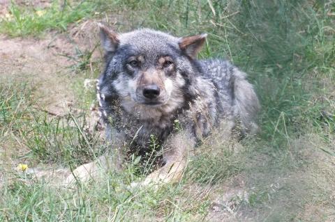 In Niedersachsen wurde ein Wolf angeschossen und später von Polizisten erlöst. (Symbolfoto: Мария Сидорова / pixabay.com)