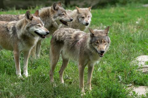 In Nordrhein-Westfalen wurde das erste Wolfsrudel von offiziellen Stellen bestätigt (Symbolfoto: Gabriela Neumeier / pixabay.com).