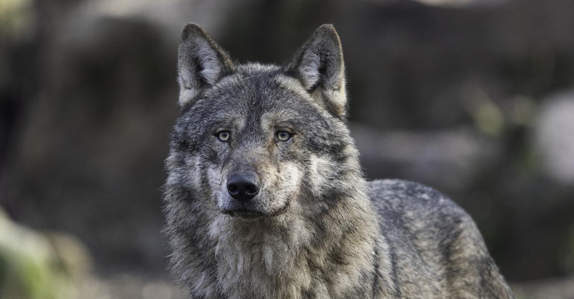 Beispielbild Wolf (pixabay.de)